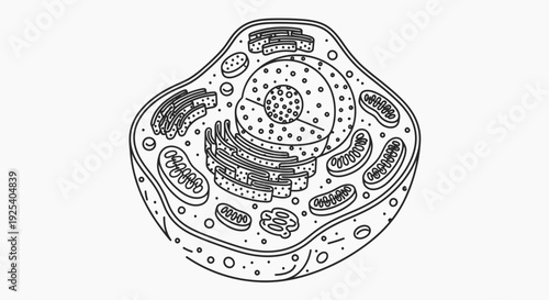 Animal Cell Diagram - Detailed Illustration of Cell Biology and Organelles