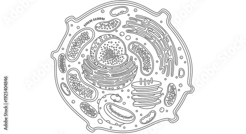 Animal Cell Diagram - Detailed Illustration of Eukaryotic Cell Structure