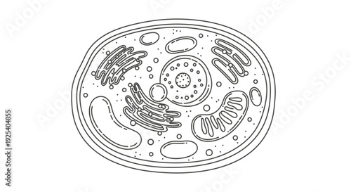 Animal Cell Diagram - Detailed Illustration of Eukaryotic Cell Structure