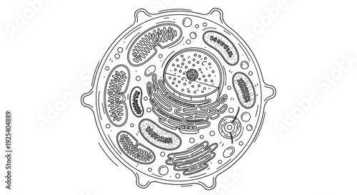 Animal Cell Diagram - Scientific Illustration of Eukaryotic Cell Structure