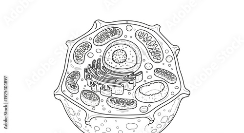 Animal Cell Diagram - Scientific Illustration for Education and Biology