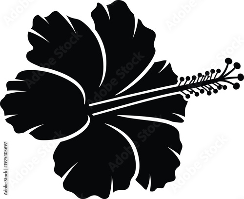 Hibiscus flower vector. 