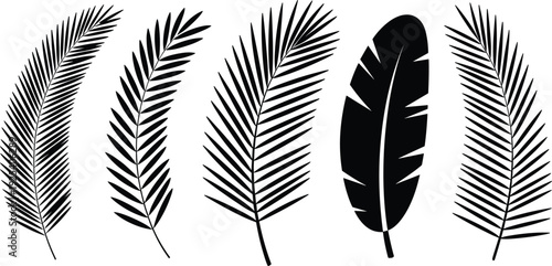Black and white silhouette vector collection of five tropical exotic palm and banana tree leaves for botanical graphic design projects.