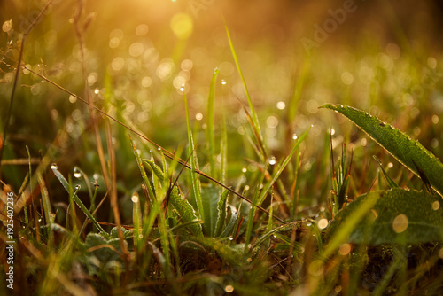 Morning dew glistens on grass blades in a tranquil meadow at sunrise. Hiking in Carpathian Mountains. Ukraine