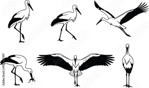 Stork bird silhouette set in flying standing and feeding poses wildlife illustration collection