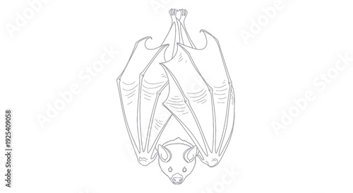 Detailed Line Drawing of Hanging Bat.