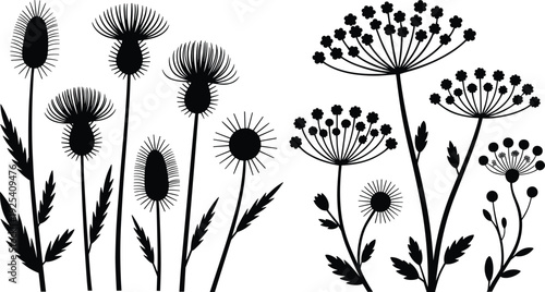 Wildflower plant silhouettes botanical vector illustration, thistle flowers Queen Anne’s lace cow parsley nature decorative artwork outdoor design set