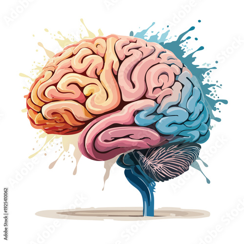 Colorful anatomical illustration of the human brain