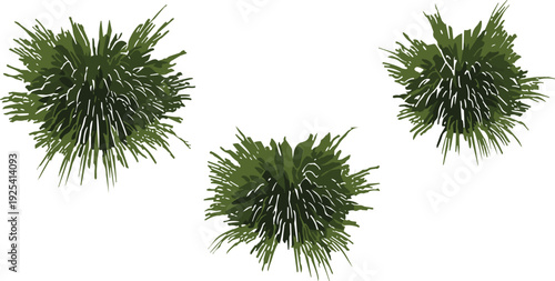 Green ornamental grass bushes top view set, lush garden plants isolated on white background for landscape design illustration