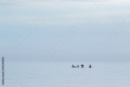 Minimalistic photo of four great cormorants, Phalacrocorax carbo resting on stones on calm summer day in Estonian nature