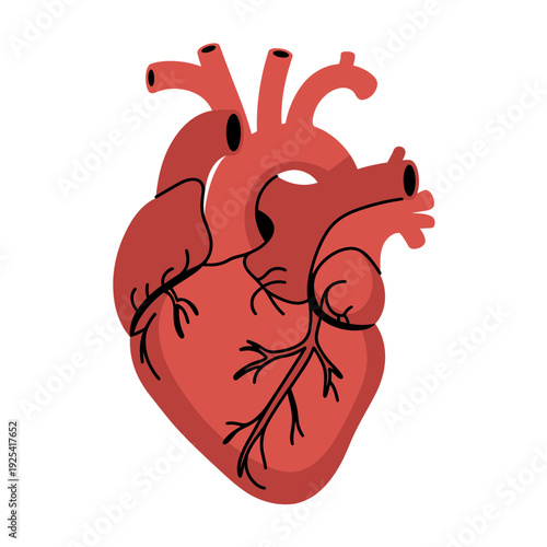 A detailed illustration of a human heart on a white background