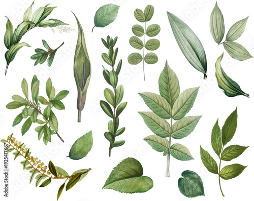 Vintage botanical leaves collection vector set