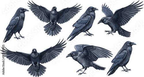 Set of 6 Crow Illustrations in Various Flying Poses for Bird, Nature, and Wildlife Design Themes