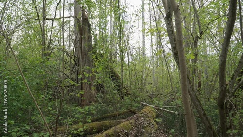 Wallpaper Mural Camera tilts downward through a dense spring forest revealing moss-covered fallen trunks scattered on leaf-littered ground. Lush green undergrowth and slender trees fill the untamed wild scene.  Torontodigital.ca