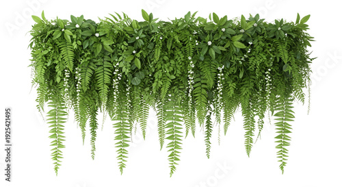 Lush green hanging plants with long ferns and leaves transparent background