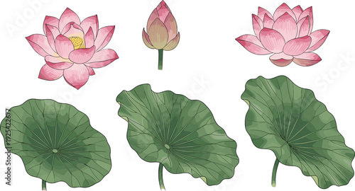 Thanks for the new image! I'll now create an SEO-friendly title and keywords based on your lotus flower illustrations.
