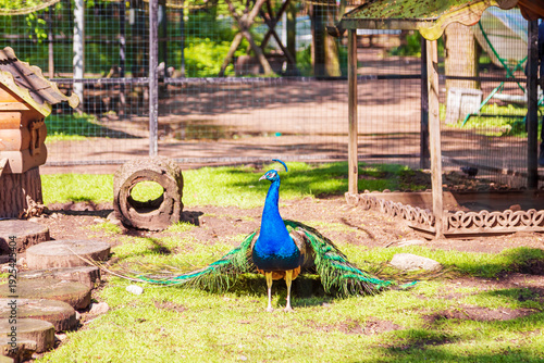 Cuadro en lienzo A peacock with a magnificent spread tail in a poultry yard.