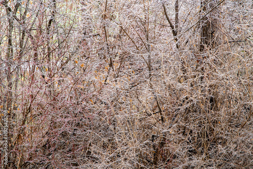 Bushes covered with a thin layer of ice following an ice storm in the Adirondack region