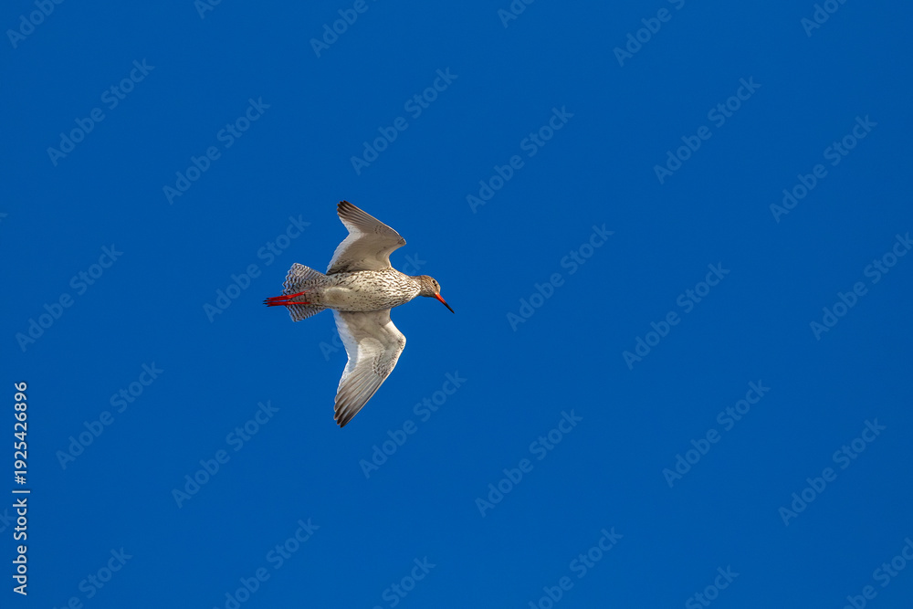Obraz premium Common redshank (Tringa totanus) in flight with wings spread against blue sky in Estonian nature
