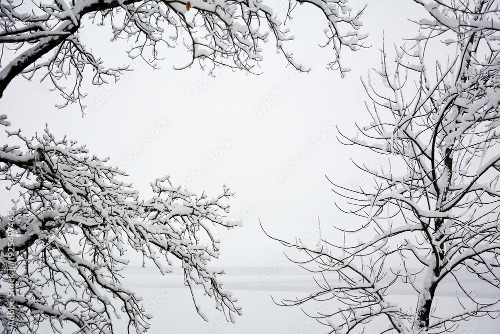 Fototapeta premium Trees covered in snow during a winter storm, with branches heavily laden with fresh snow, and a central space for copy space