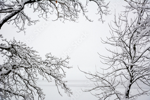 Trees covered in snow during a winter storm, with branches heavily laden with fresh snow, and a central space for copy space
