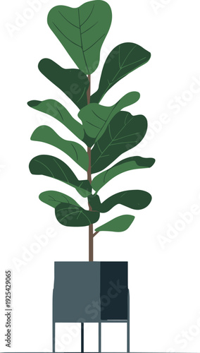 Minimalist fiddle leaf fig plant illustration, modern indoor potted houseplant flat vector isolated on white background design