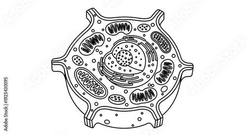 Plant Cell Diagram - Detailed Structure with Organelles, Scientific Illustration