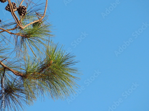 Pinus kesiya has slender, pointed leaves and dried pine cones on its branches against sky background. Longleaf Pine has long, bright green needle-like leaves clustered together, bears fruit or pine co