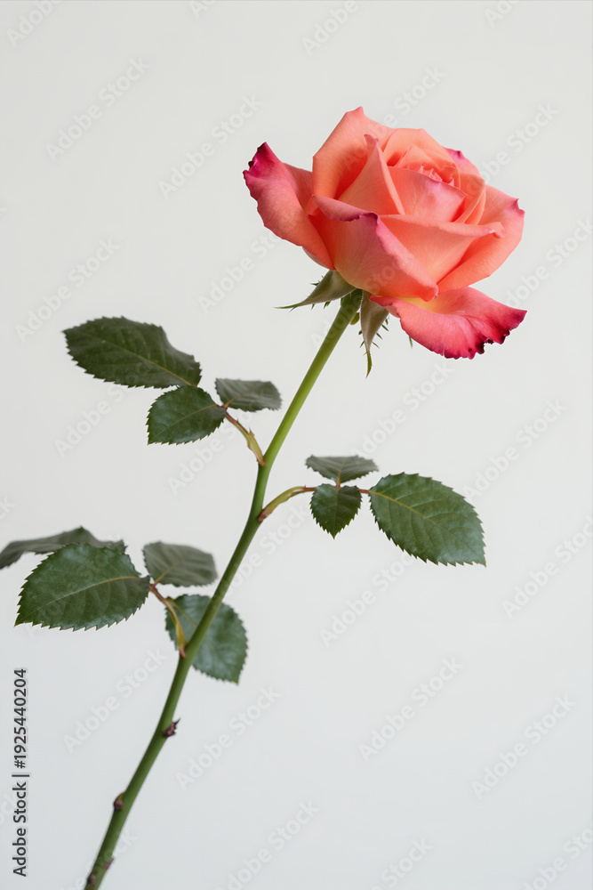 Obraz premium Single Coral Pink Rose With Green Stem And Leaves On A White Background, Elegant And Romantic