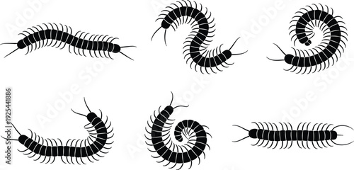 Centipede insect silhouette illustration set, arthropod posture variations, segmented body, multiple legs, antennae, pincers, entomology design, biological concept