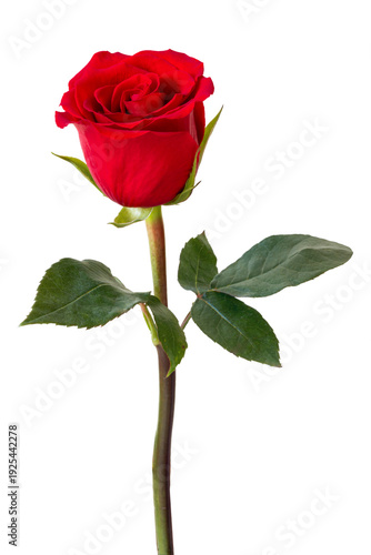 Single red rose with a long stem and deep green leaves photographed on a transparent background, conveying romance, passion and classic beauty for greeting card, wedding or gift design.