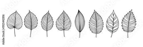 Set of organic leaf icons and hand drawn foliage illustrations for design vector