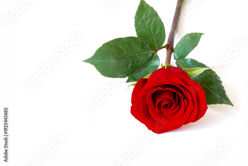 Vászonkép Single red rose with vibrant petals and a green leaf on a white background, evoking romance, passion, elegance and gift occasions such as anniversaries or Valentine celebrations
