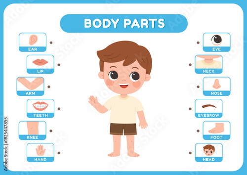 Educational body parts infographic for kids. Features a cute boy with labeled anatomy including head, eyes, and hands for early learning in a bright, smart vector style.