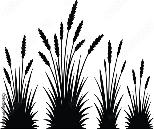 Wheat grass plant silhouette collection, cereal crop spikes isolated on white background agricultural nature vector illustration set