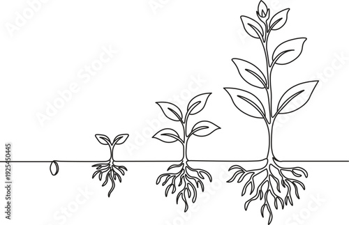 Plant Growth Stages Vector, Seed to Flower Development with Roots and Leaves Line Drawing