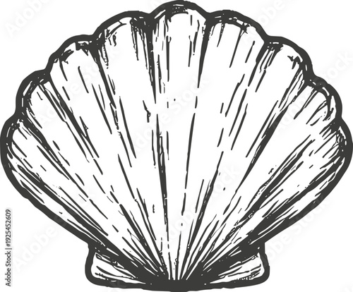 Vintage hand-drawn scallop seashell illustration with radiating lines and detailed texture