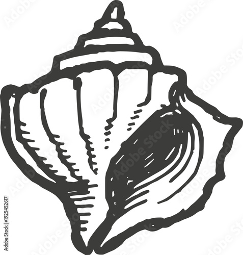 Detailed sketch of a conch shell, a beautiful spiral marine mollusk found on beaches