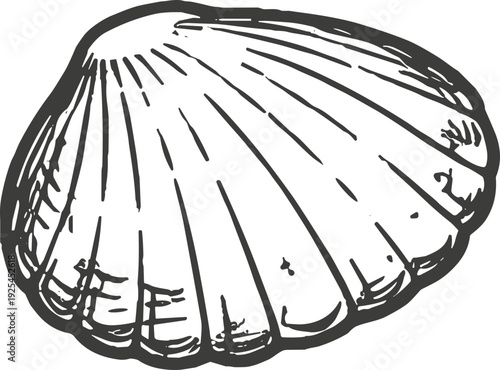 Detailed illustration of a single scallop shell with radiating lines on a white background