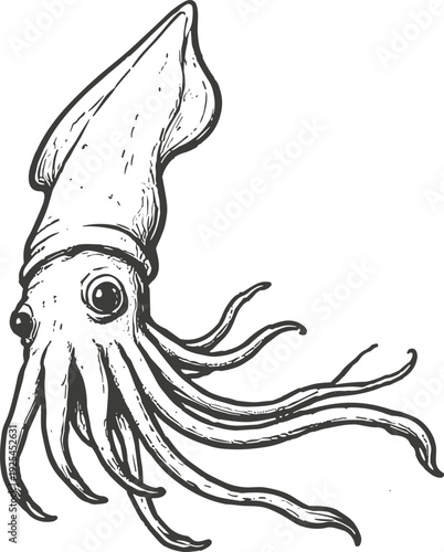 Detailed sketch of a curious squid with large eyes and flowing tentacles, isolated on white