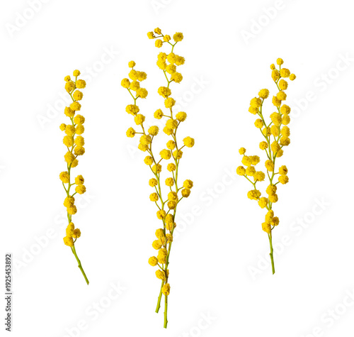 Canvastavla Twigs of mimosa tree isolated on white background