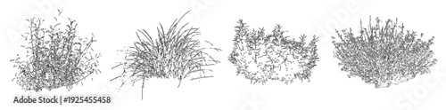 Vector set of ornamental grasses in elevation view for architectural drawings