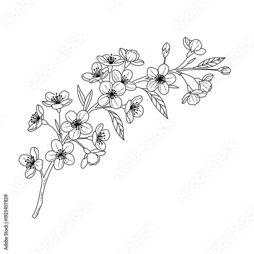 black and white floral background.  A branch of a blossoming cherry tree
