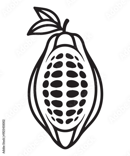 Fresh organic cocoa fruit, isolated on white and black background as object