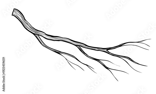 Dry Branch vector illustration in engraving style. Hand drawn twig painted by black inks on isolated background for tundra forest design. Etching of tree element for wildlife monochrome graphic design