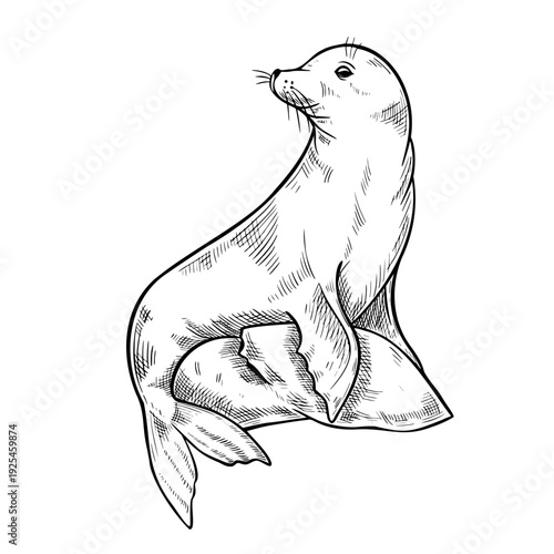 Arctic seal vector illustration in engraving style. Hand drawn marine animal painted by black inks on isolated background. Linear drawing of sea lion for tundra fauna design. etching of pinniped.