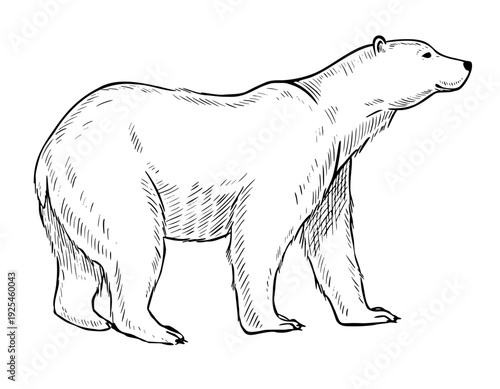 Arctic polar bear vector illustration in engraving style. Hand drawn etching of mammal predator painted by black inks on isolated background. Linear drawing of tundra or forest animal.