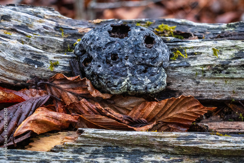 Φωτογραφία colorful artistic old decaying polypores on a tree with strings of moss and leav