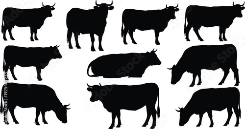 Cow silhouette collection, bull livestock animal vector, farm cattle standing grazing poses set, agriculture dairy beef industry, black white, isolated