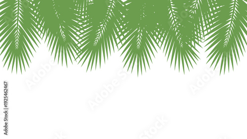 Lush palm leaves closeup display of evergreen fronds.